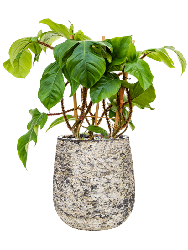 Philodendron squamiferum en Baq Atlas