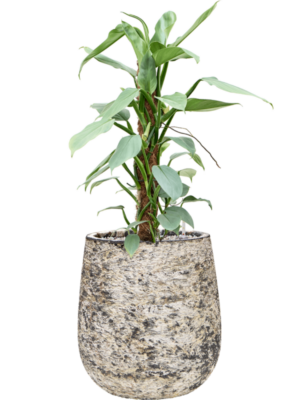 Philodendron 'Silver Queen' en Baq Atlas