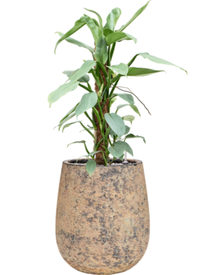Philodendron 'Silver Queen' en Baq Atlas