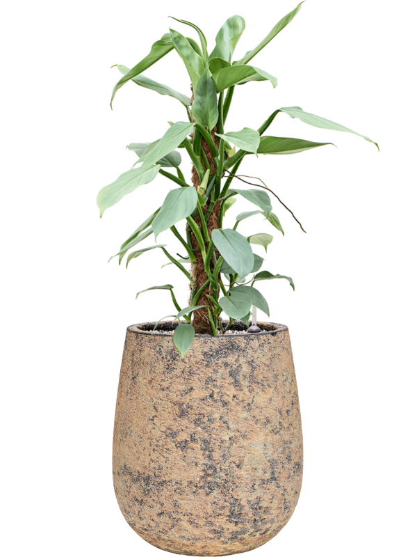 Philodendron 'Silver Queen' en Baq Atlas