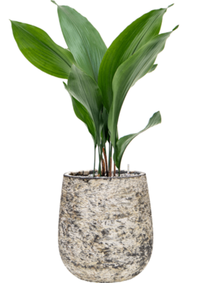 Aspidistra elatior en Baq Atlas