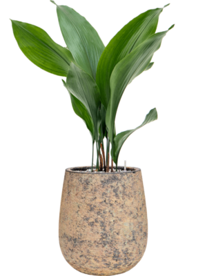 Aspidistra elatior en Baq Atlas