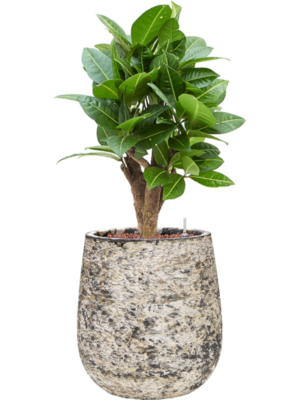 Croton (Codiaeum) variegatum 'Petra' en Baq Atlas