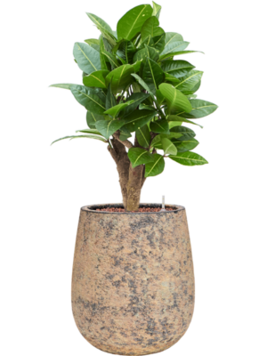 Croton (Codiaeum) variegatum 'Petra' en Baq Atlas