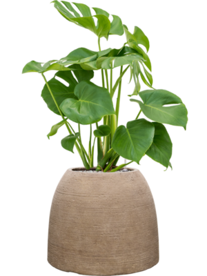 Monstera deliciosa en Colorado