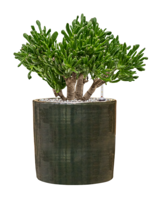 Crassula ovata 'Horntree' en Plain Striped