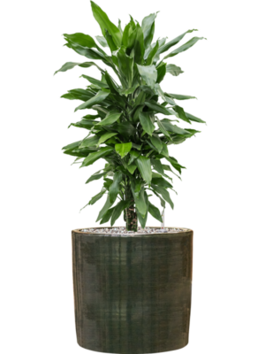 Dracaena fragrans 'Janet Lind' en Plain Striped