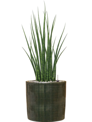 Sansevieria cylindrica 'Fernwood Mikado' en Plain Striped