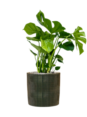 Monstera deliciosa en Plain Striped