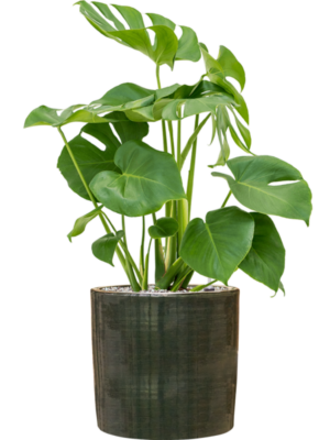 Monstera deliciosa en Plain Striped