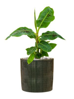 Musa 'Dwarf Cavendish' en Plain Striped