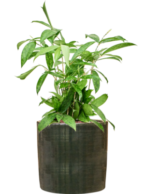 Dracaena surculosa en Plain Striped