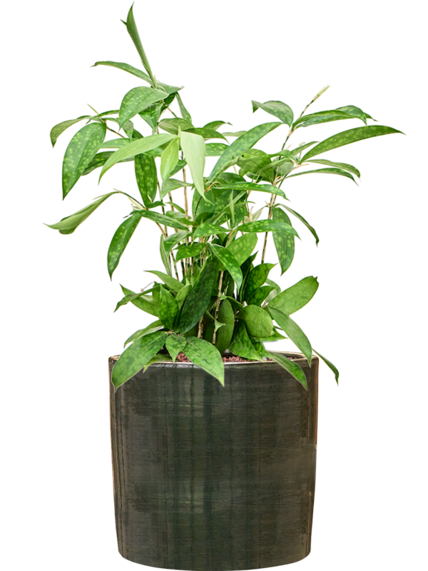 Dracaena surculosa en Plain Striped, Private label
