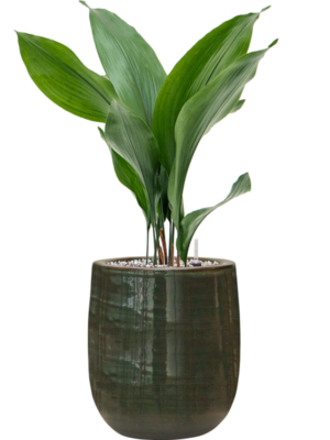 Aspidistra elatior en Plain Striped