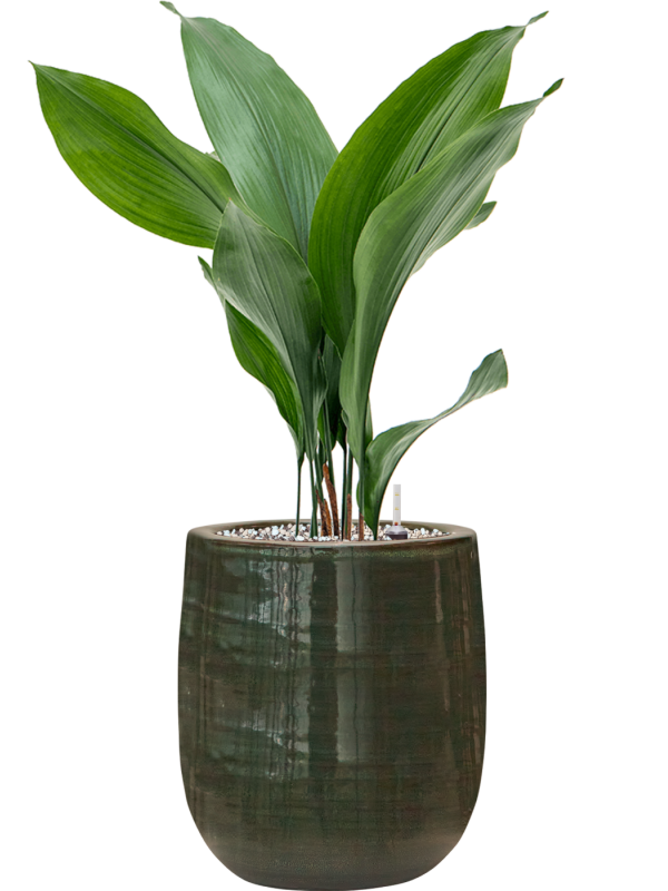 Aspidistra elatior en Plain Striped, Private label