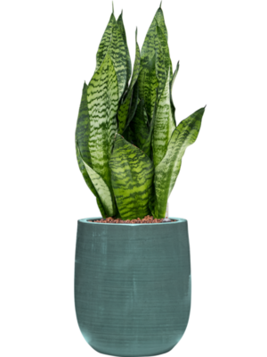 Sansevieria zeylanica 'Compacta' en Plain Striped