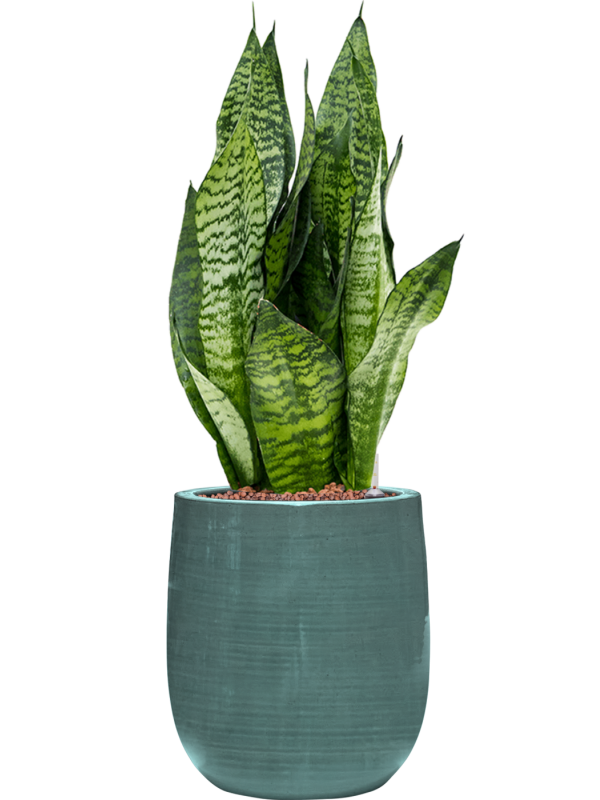 Sansevieria zeylanica 'Compacta' en Plain Striped, Private label