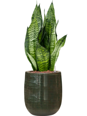 Sansevieria zeylanica 'Compacta' en Plain Striped