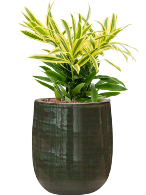 Pleomel reflexa 'Song of Sri Lanka' en Plain Striped