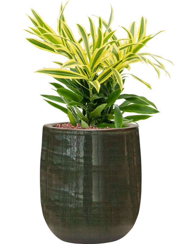 Pleomel reflexa 'Song of Sri Lanka' en Plain Striped, Private label