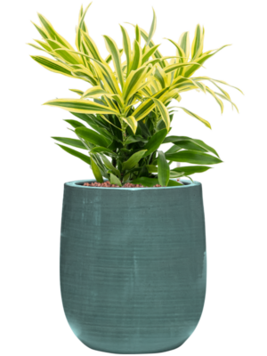 Pleomele reflexa 'Song of Sri Lanka' en Plain Striped