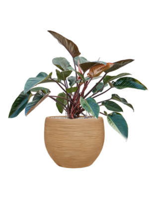 Philodendron 'Red Beauty' en Baq Dune