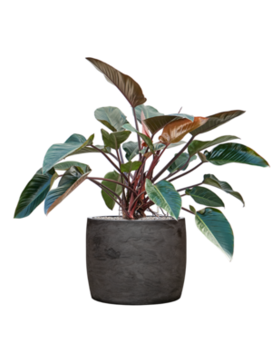 Philodendron 'Red Beauty' en Baq Algar