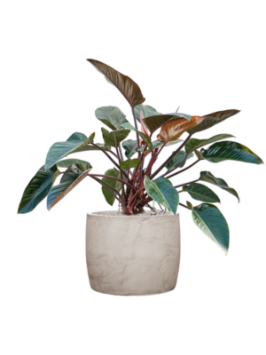 Philodendron 'Red Beauty' en Baq Algar