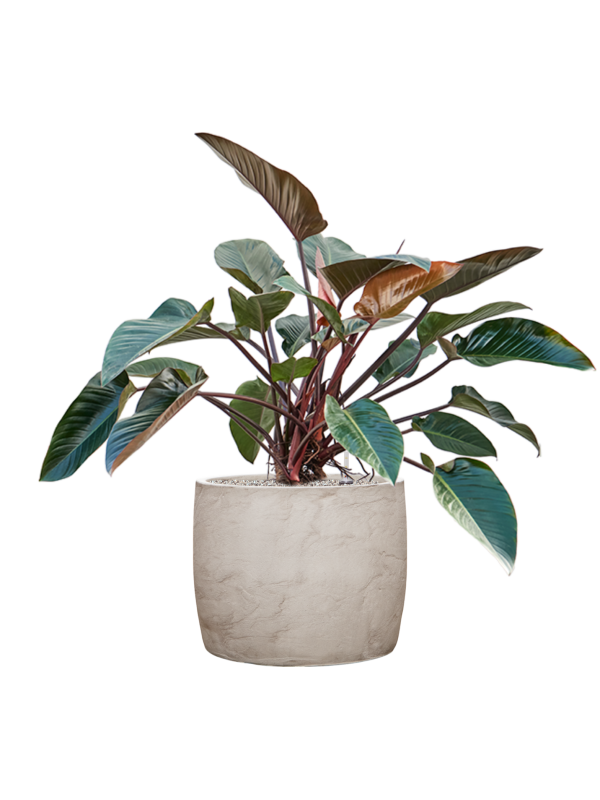 Philodendron 'Red Beauty' en Baq Algar
