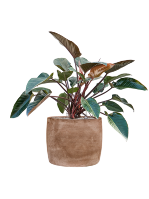 Philodendron 'Red Beauty' en Baq Algar