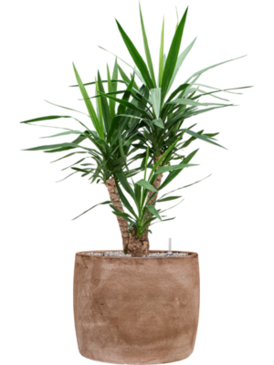 Yucca elephantipes en Baq Algar