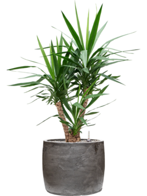 Yucca elephantipes en Baq Algar