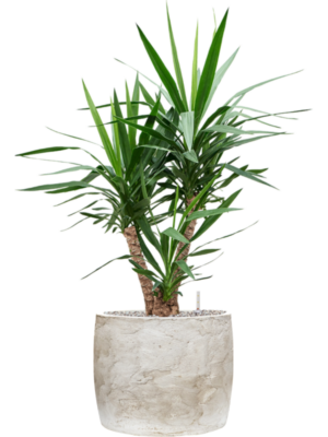 Yucca elephantipes en Baq Algar