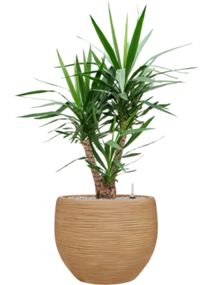 Yucca elephantipes en Baq Dune