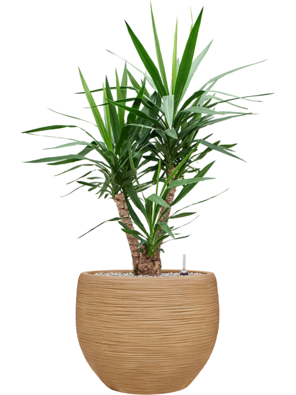 Yucca elephantipes en Baq Dune