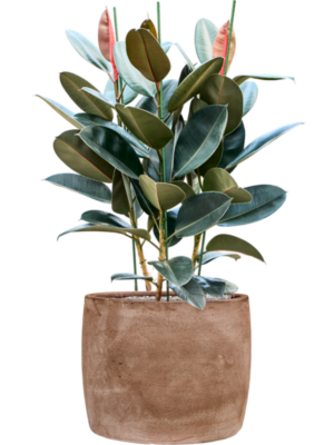 Ficus elastica 'Abidjan' en Baq Algar