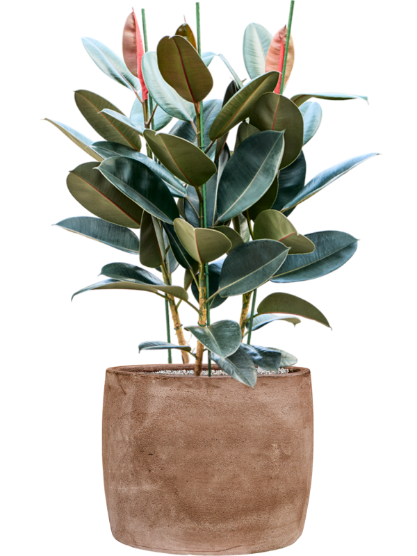 Ficus elastica 'Abidjan' en Baq Algar