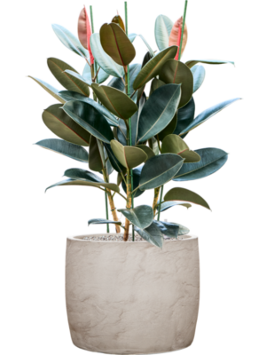 Ficus elastica 'Abidjan' en Baq Algar