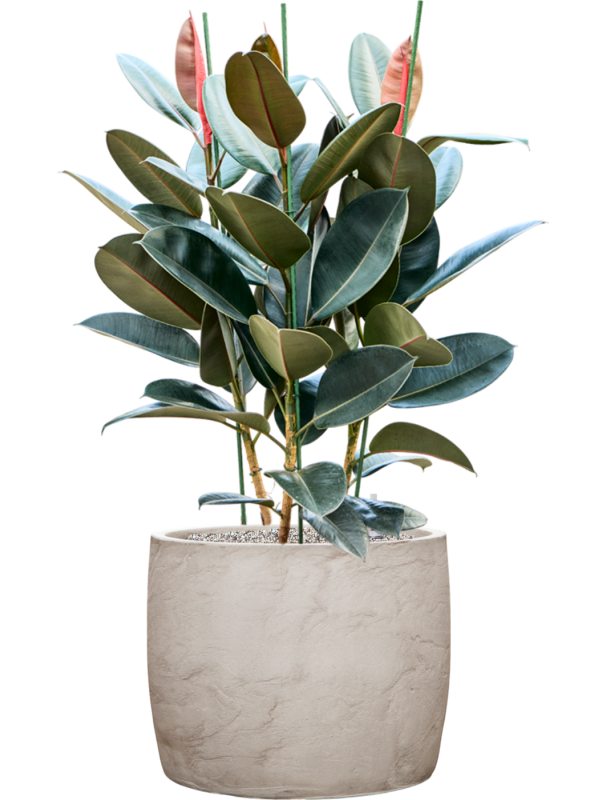 Ficus elastica 'Abidjan' en Baq Algar
