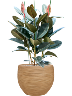 Ficus elastica 'Abidjan' en Baq Dune