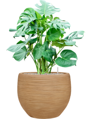 Monstera deliciosa en Baq Dune
