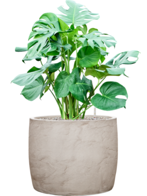 Monstera deliciosa en Baq Algar