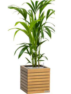 Kentia (Howea) forsteriana en Lechuza Palo Natural Wood 35