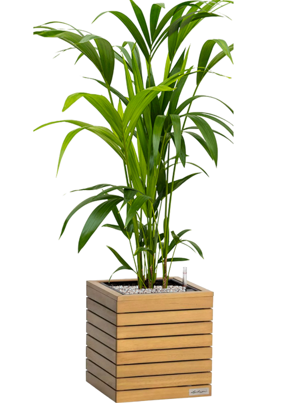 Kentia (Howea) forsteriana en Lechuza Palo Natural Wood 35