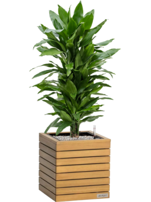 tDracaena 'Janet Lind' en Lechuza Palo Natural Wood 35