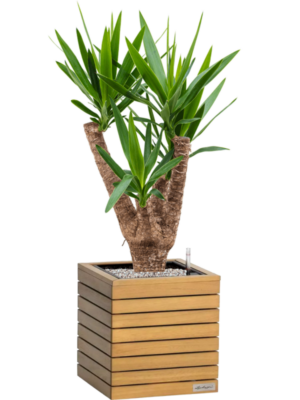 Yucca elephantipes en Lechuza Palo Natural Wood 35