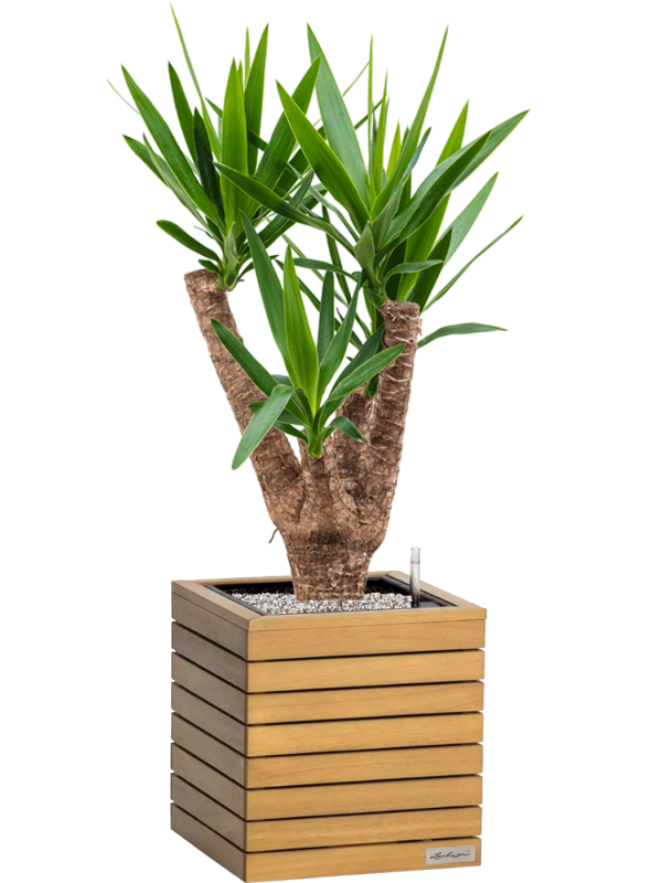 Yucca elephantipes en Lechuza Palo Natural Wood 35