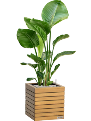 Strelitzia nicolai en Lechuza Palo Natural Wood 35