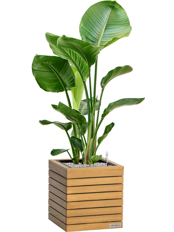Strelitzia nicolai en Lechuza Palo Natural Wood 35