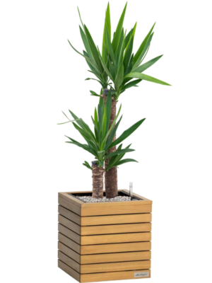 Yucca elephantipes en Lechuza Palo Natural Wood 35